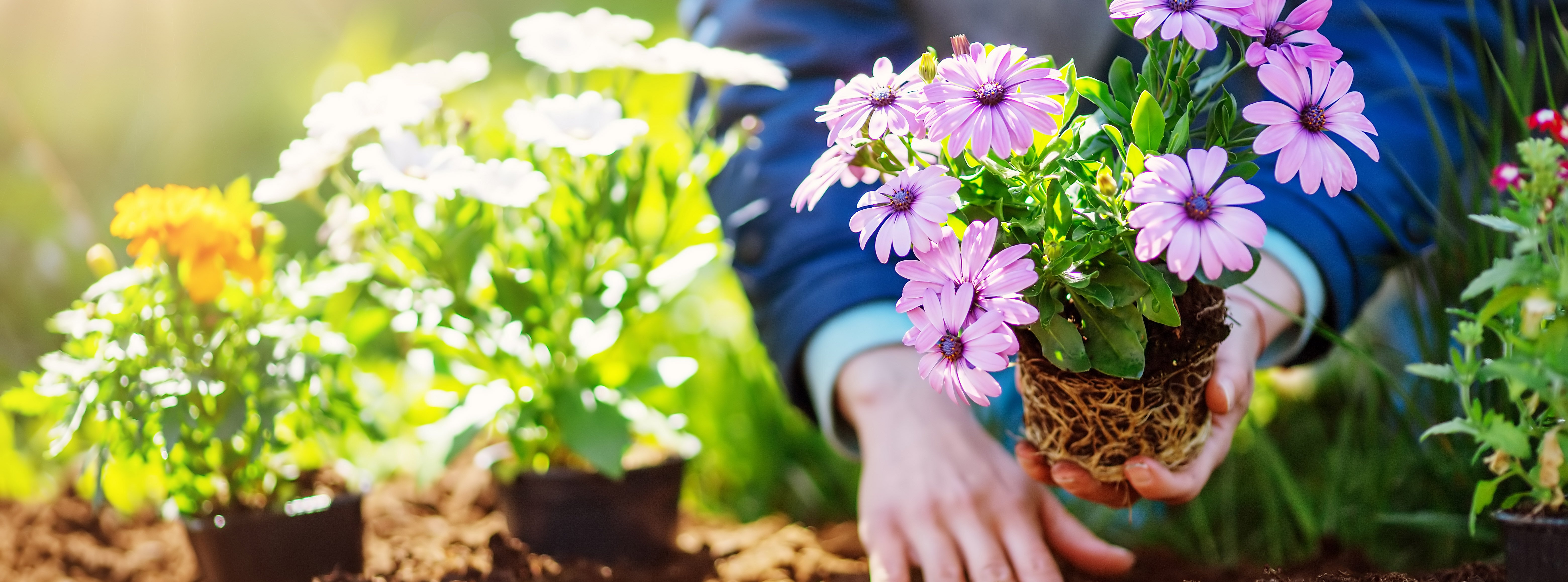 shutterstock_1923663278